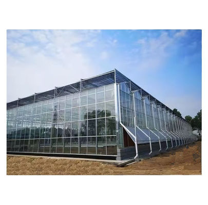 Grande estufa de vidro Venlo Solução ideal para o cultivo de vegetais Projeto chave na mão