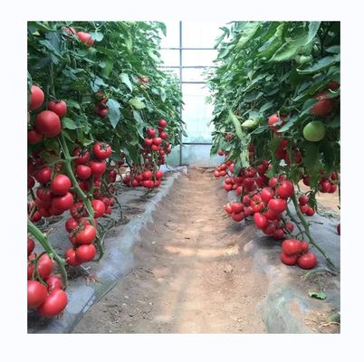 Estufa de filme de túnel alto para o cultivo de tomates 6-10m de largura
