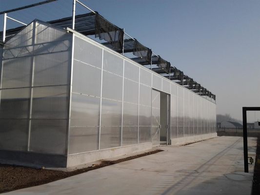 8m 9,6m 12m Largura de espessura Estufa agrícola para sementes e vegetais de tomate híbridos