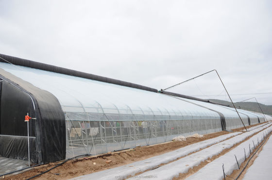 150/200 Estufas solares cobertas por microfilme para cultivo de pepino de rendimento