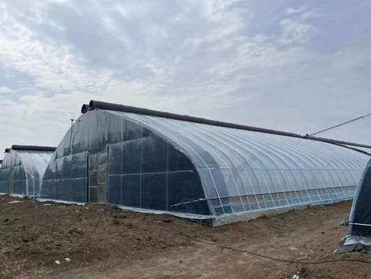 150/200 Estufas solares cobertas por microfilme para cultivo de pepino de rendimento