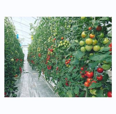 Hidroponia de tomate de estufa agrícola para aumento do rendimento em single span design