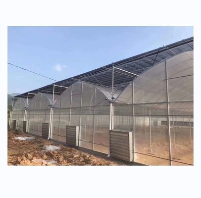 Vegetais Frutas Flores Estufa de filme Estufa multi-espansão chinesa para agricultura de tomate