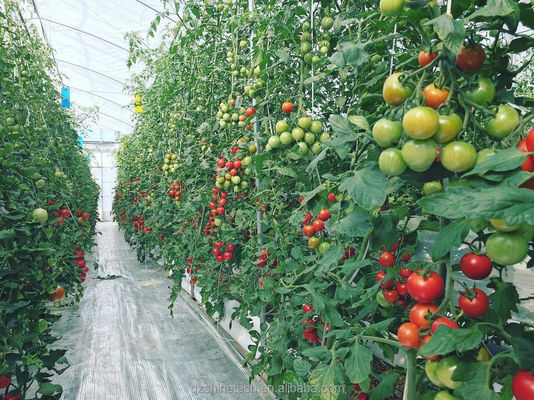 150/200micro Film High Tunnel Estufas agrícolas para o cultivo hidropónico de tomate