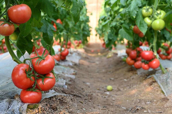 Fácil de montar pequena estufa solar passiva para agricultura sustentável em pequena escala
