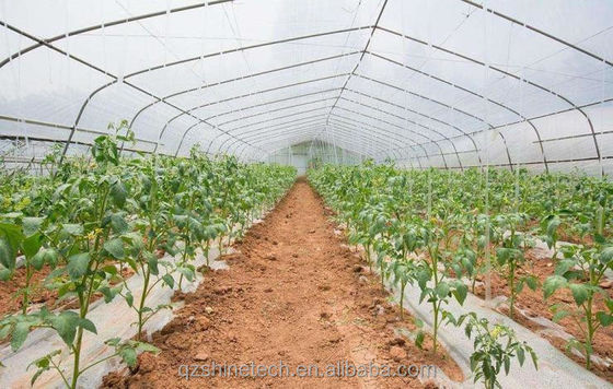 150/200micro Estufa de túnel revestida por filme para o cultivo hidropónico de tomate