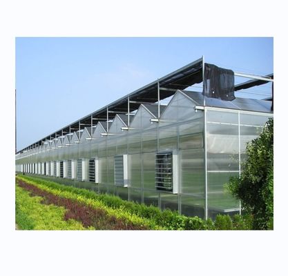 Estufas agrícolas de larga escala para o cultivo de vegetais e flores