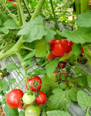 Estufas agrícolas monoespessas revestidas por filme para o cultivo de culturas hidropónicas