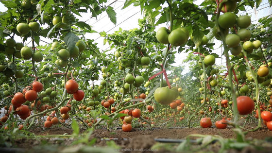 Estufas agrícolas monoespessas revestidas por filme para o cultivo de culturas hidropónicas