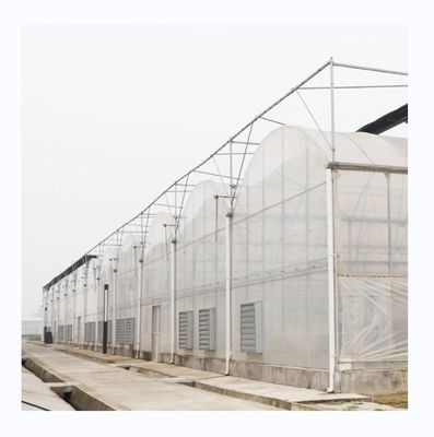 PE Estufas multi-espans para o cultivo e a agricultura de tomate em climas tropicais