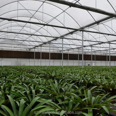 PE Estufas multi-espans para o cultivo e a agricultura de tomate em climas tropicais