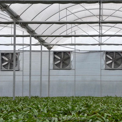 PE Estufas multi-espans para o cultivo e a agricultura de tomate em climas tropicais