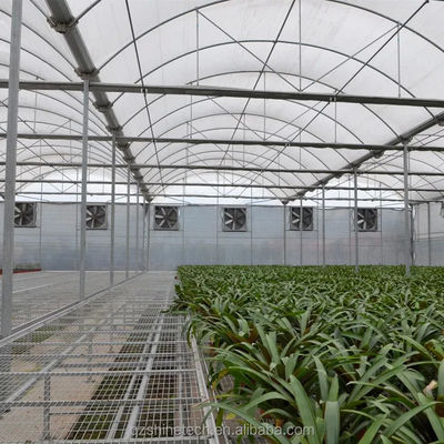 PE Estufas multi-espans para o cultivo e a agricultura de tomate em climas tropicais