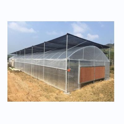 Estufas de plástico PE de pequena extensão para a agricultura de vegetais 10-100m de comprimento