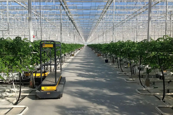 Grande Agricultura Inteligente Holland Estufas de Vidro para Tomates Pepino Alface