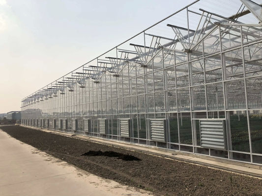 Grande Agricultura Inteligente Holland Estufas de Vidro para Tomates Pepino Alface