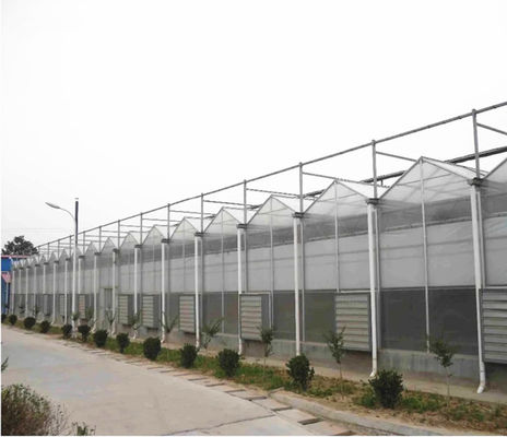 Tomate Grow Agricultura Estufas Fabricantes em estilo Venlo com capa de folha de PC