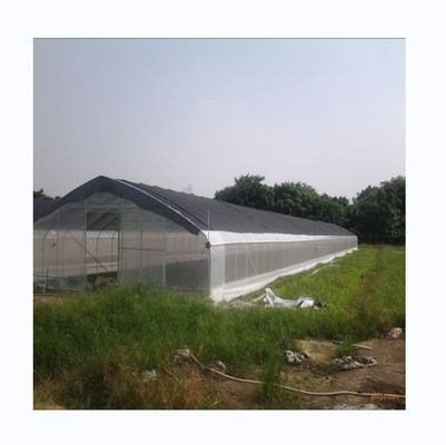 Estufas personalizadas para o cultivo de pepino 10-100m de comprimento