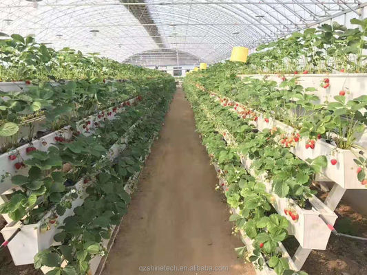 Condição Tubo de água de PVC-U para cultivo de calhas de morango em sistema hidropónico
