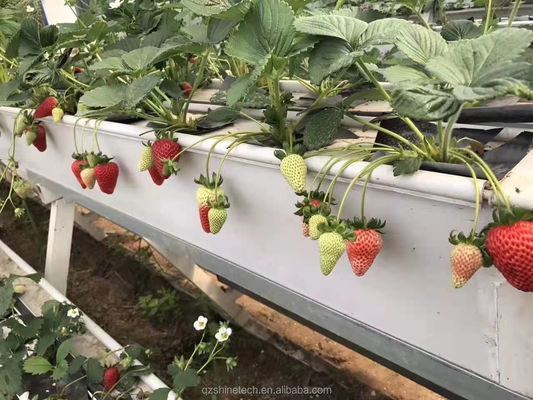 Condição Tubo de água de PVC-U para cultivo de calhas de morango em sistema hidropónico
