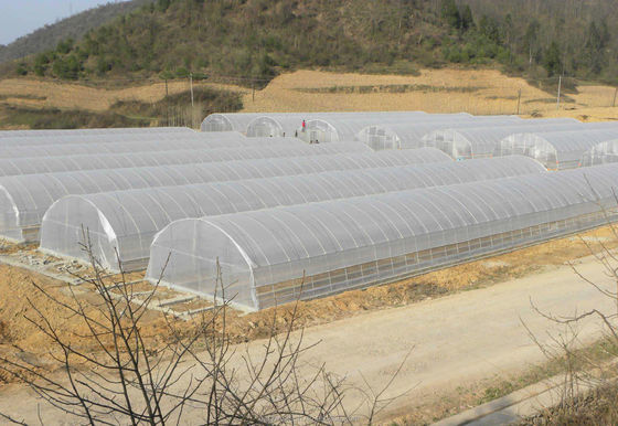 200 microns Proteção UV PE Film Estufa de túnel único Para o crescimento de tomate e pepino