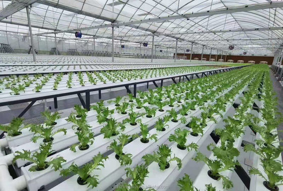 Canal NFT de PVC de tipo horizontal para cultivo de vegetais folhosos hidropônicos de tamanho personalizado