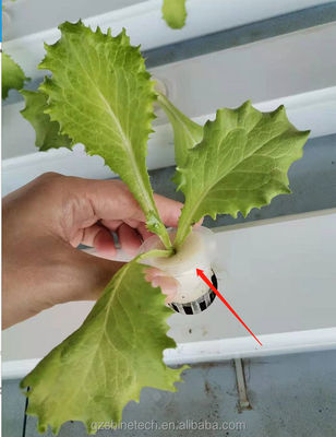 Canal NFT de PVC de tipo horizontal para cultivo de vegetais folhosos hidropônicos de tamanho personalizado
