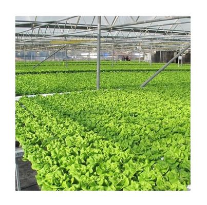 Vídeo Inspeção de saída Estufas hidropónicas para a produção de vegetais de folhas verdes
