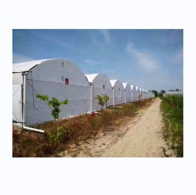 8m-12m Largura de Espaço Estufa de apagão totalmente automatizada para agricultura superior