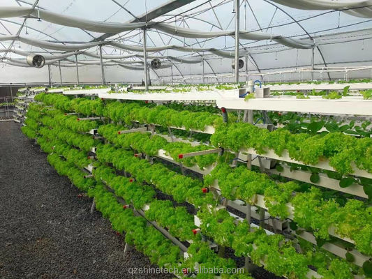 Vídeo Inspeção de saída Estufas hidropónicas para a produção de vegetais de folhas verdes
