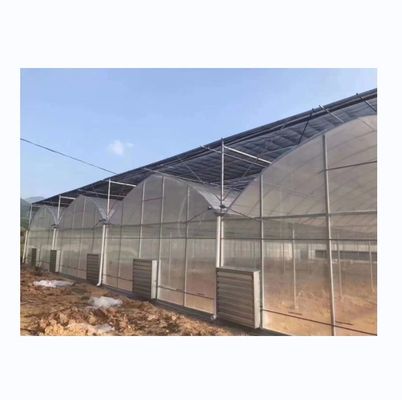 Estufa de túnel poliesférico de 8 m de largura para o cultivo de tomate de alto rendimento