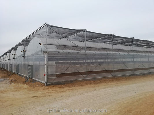 Estufa de túnel poliesférico de 8 m de largura para o cultivo de tomate de alto rendimento
