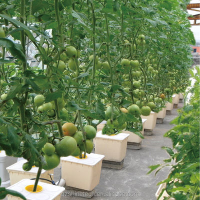 Estufa de túnel poliesférico de 8 m de largura para o cultivo de tomate de alto rendimento
