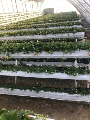 Estufas de vegetais revestidas por filme Três paredes de terra para aquecimento no inverno Uma camada