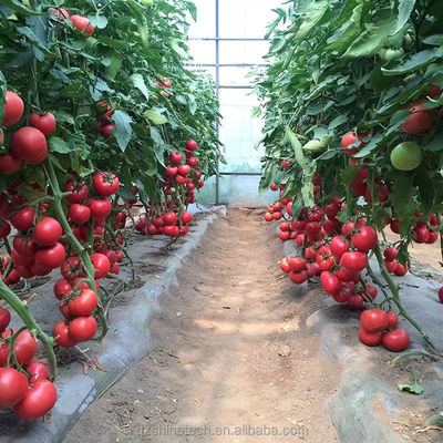 Estufa de túnel poliesférico de 8 m de largura para o cultivo de tomate de alto rendimento