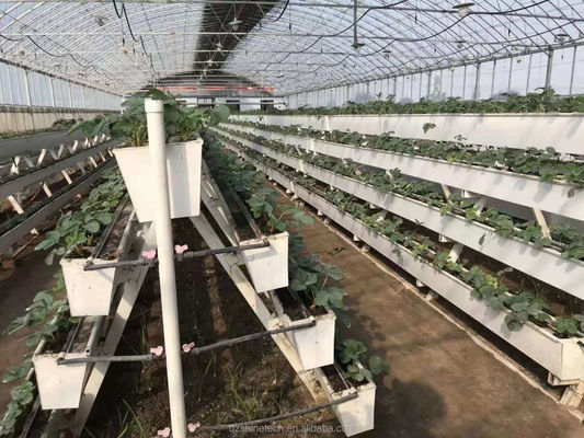 Rana de plantação hidropônica para o cultivo de pimenta, pepino e morango