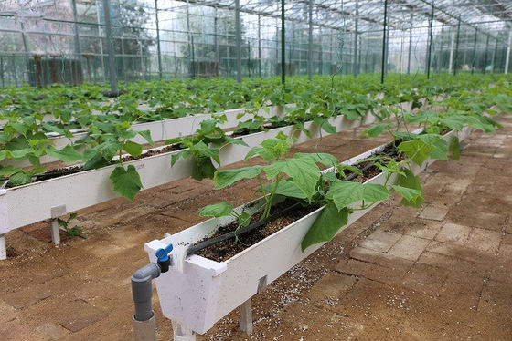 Rana de plantação hidropônica para o cultivo de pimenta, pepino e morango