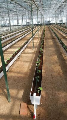 Rana de plantação hidropônica para o cultivo de pimenta, pepino e morango