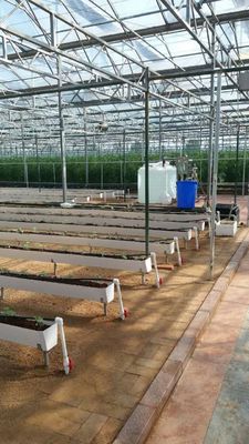 Rana de plantação hidropônica para o cultivo de pimenta, pepino e morango