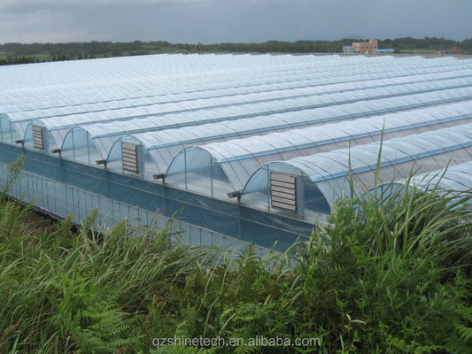 Shine Tech Multi Span Estufa de Película Plástica para o Cultivo de Tomate e Morango