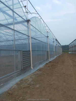 Shine Tech Multi Span Estufa de Película Plástica para o Cultivo de Tomate e Morango