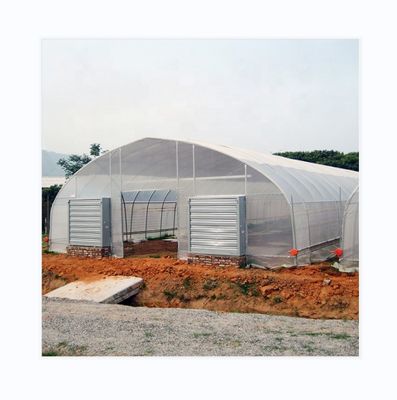 Estufas de filme único com ventilação de telhado e laterais para o cultivo de tomate