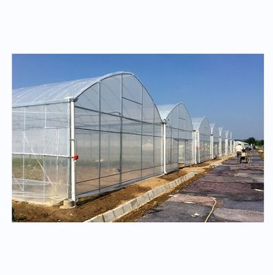 Shine Tech solução chave em mão para hidroponia de tomate agrícola