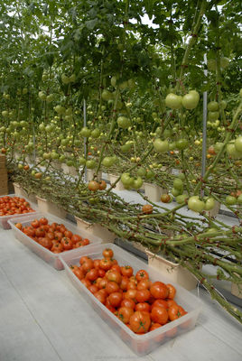 Shine Tech solução chave em mão para hidroponia de tomate agrícola
