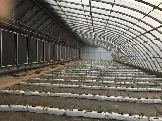 Estufas solares revestidas por filme para o cultivo sustentável de pepino de inverno