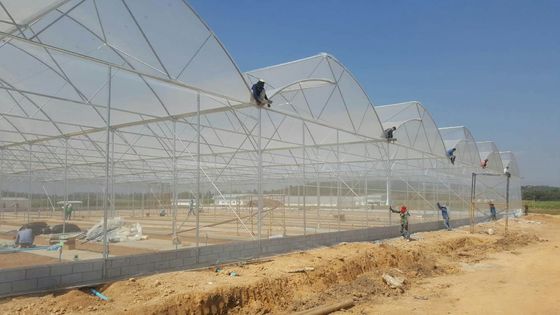 Grande Estufa de Dentes de Serra Shine Tech Poly Tunnel Estufa Tropical Com Ventilação
