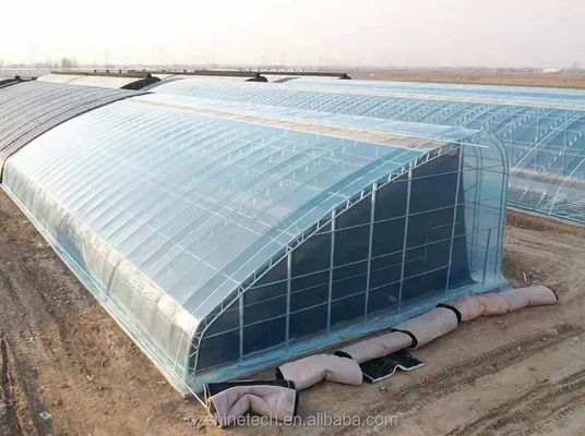 Estufas solares revestidas por filme para o cultivo sustentável de pepino de inverno